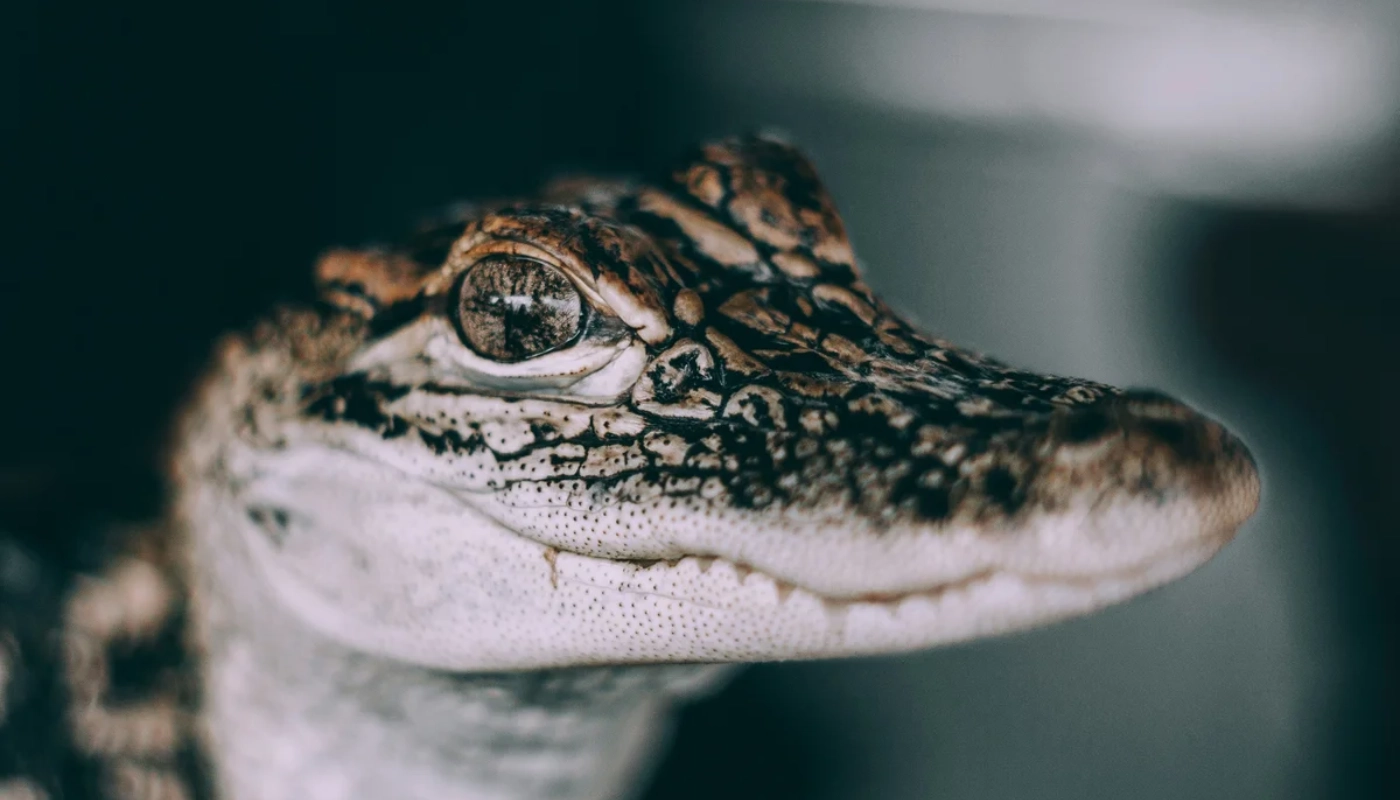 Best Time of Year for Airboat Tour Near New Orleans in New Orleans, Louisiana