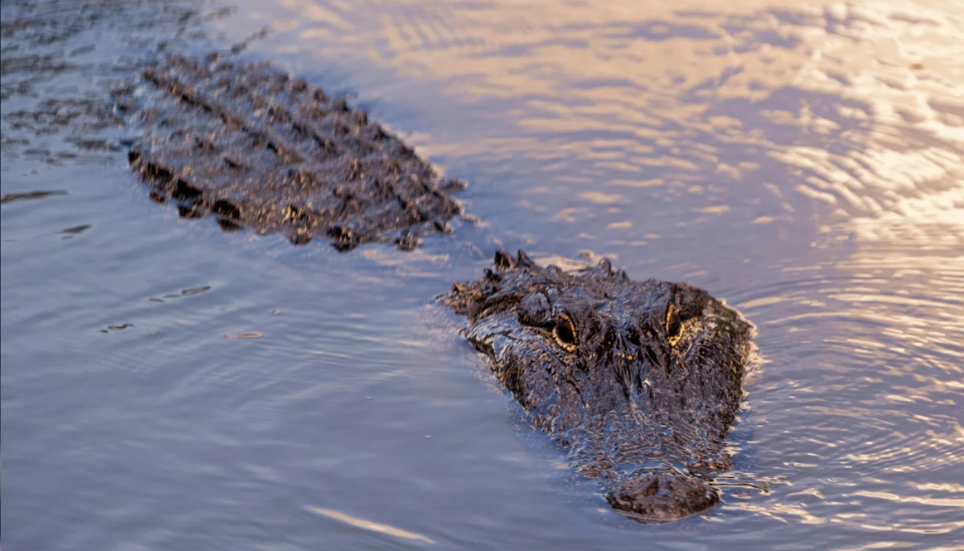 What to Expect on an Airboat Tour in New Orleans in New Orleans, Louisiana