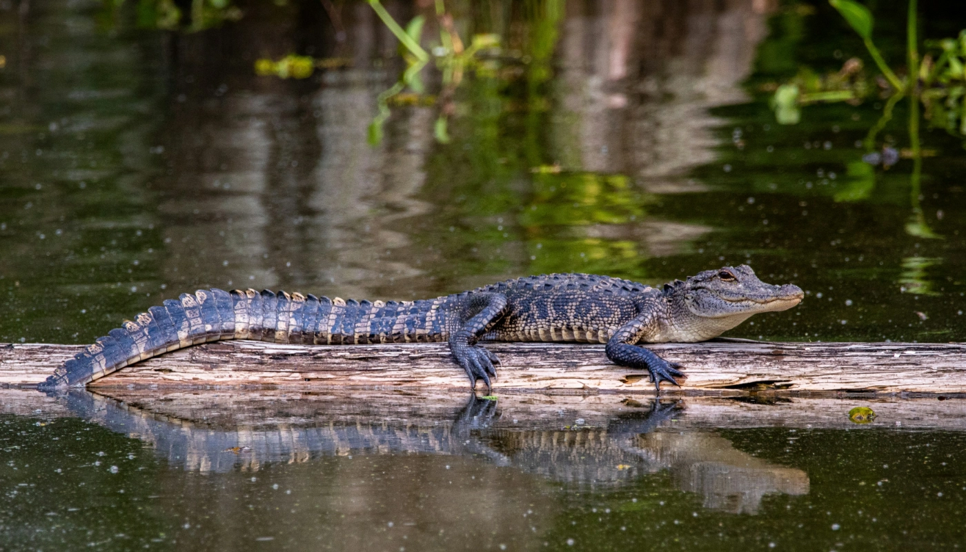 Wildlife You'll See on an Airboat Tour Near New Orleans in New Orleans, Louisiana